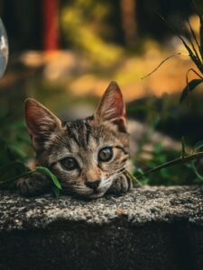 pexels boyana 1233438507 32780892