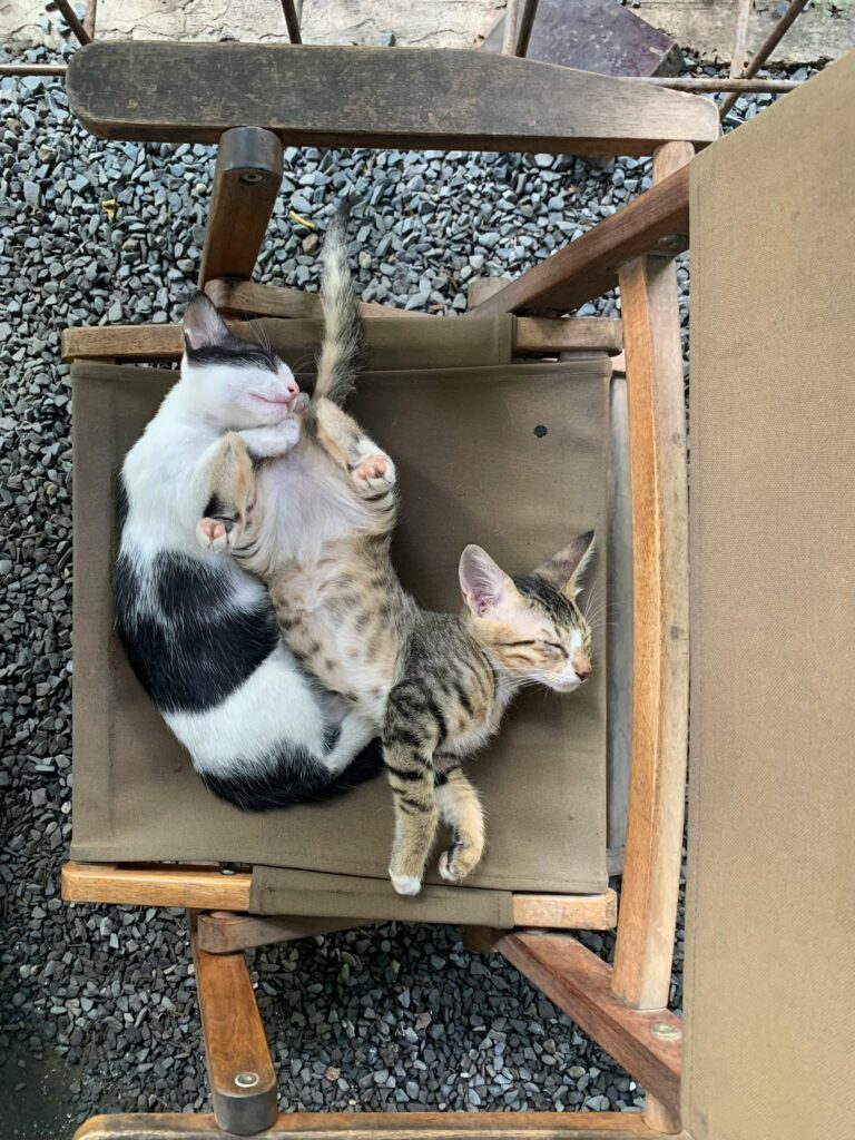 pexels hi n h 3615861 35090734